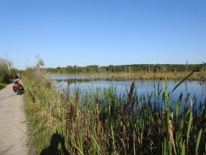 Bild vom Bohlenweg Schwenniger Moos