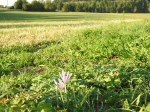 Bild von wildwachsender Herbstzeitlose