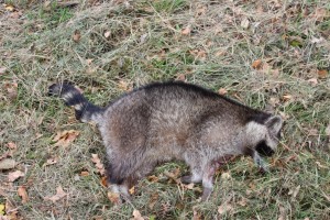 Verkehrsopfer Waschbär