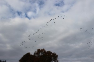 Ziehende Gänse